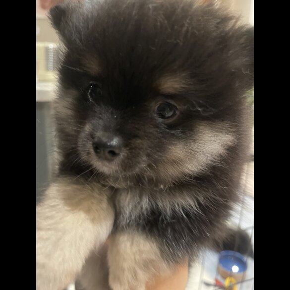 Pomeranian - Both