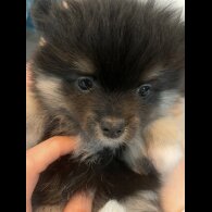 Pomeranian - Both