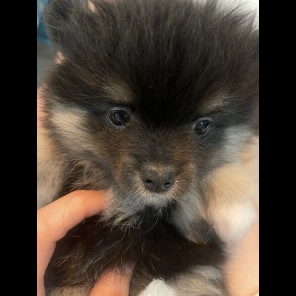 Pomeranian - Both