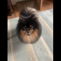 Pomeranian - Both