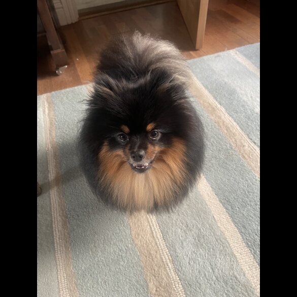 Pomeranian - Both