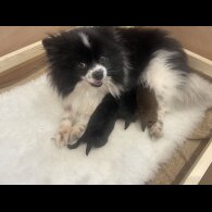 Pomeranian - Both