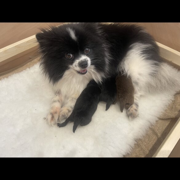 Pomeranian - Both