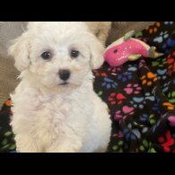 Poochon - Both