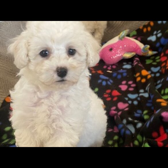 Poochon - Both