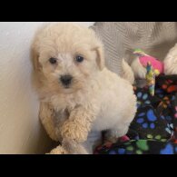 Poochon - Both