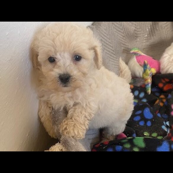 Poochon - Both