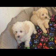 Poochon - Both