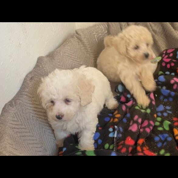 Poochon - Both