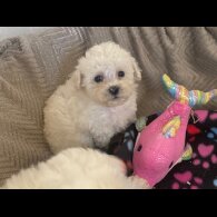 Poochon - Both