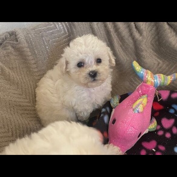 Poochon - Both