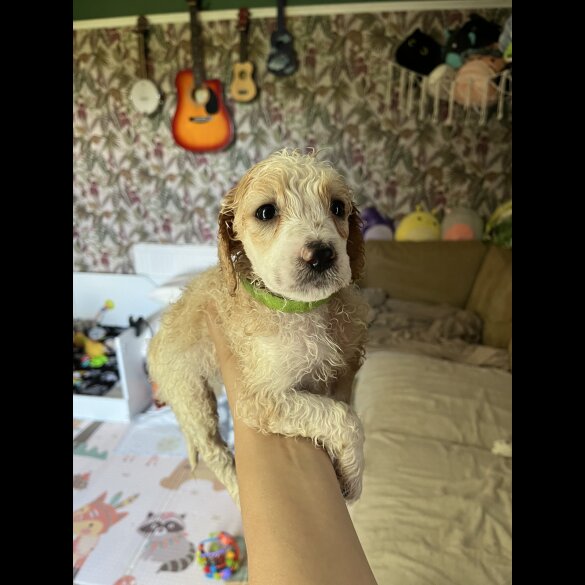 Poodle - Both