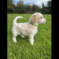 Poodle - Both