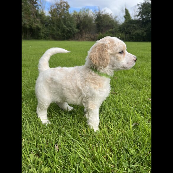 Poodle - Both