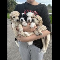 Poodle - Both