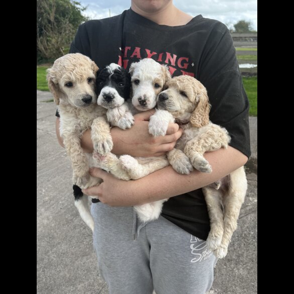 Poodle - Both