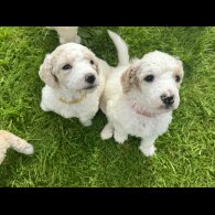 Poodle - Both