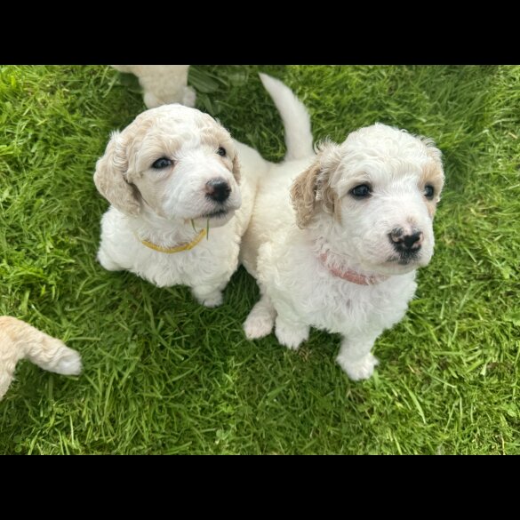 Poodle - Both