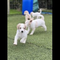 Poodle - Both