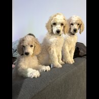 Poodle - Both