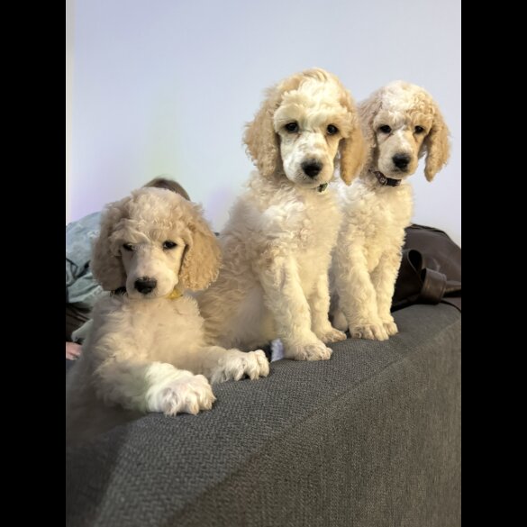 Poodle - Both