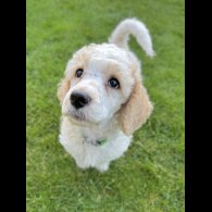 Poodle - Both