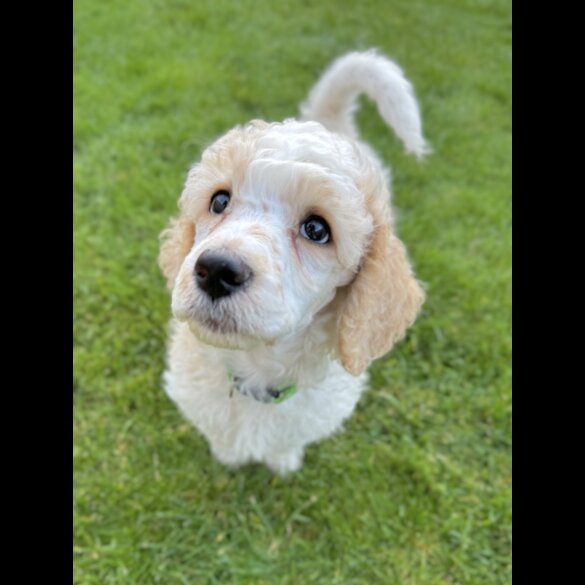 Poodle - Both