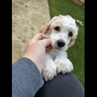 Poodle - Both