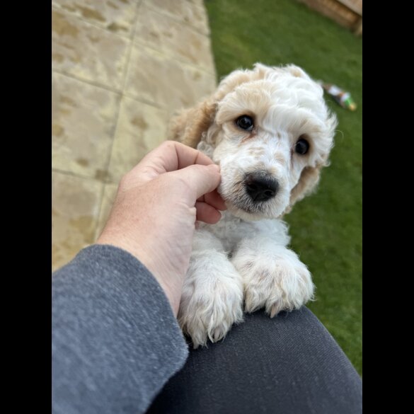 Poodle - Both