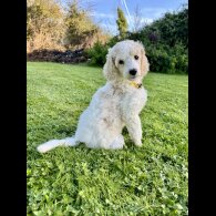 Poodle - Both