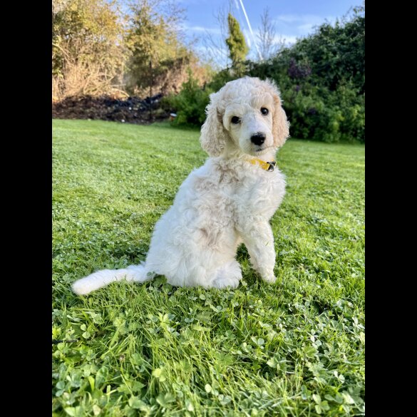 Poodle - Both
