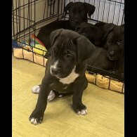 Presa Canario - Both
