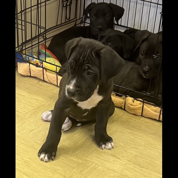 Presa Canario - Both