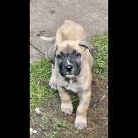 Presa Canario - Both