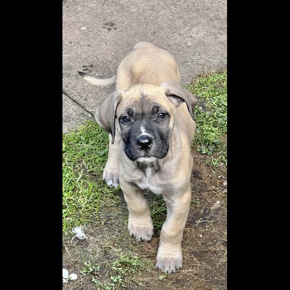 Presa Canario - Both