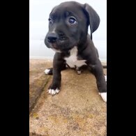 Presa Canario - Both
