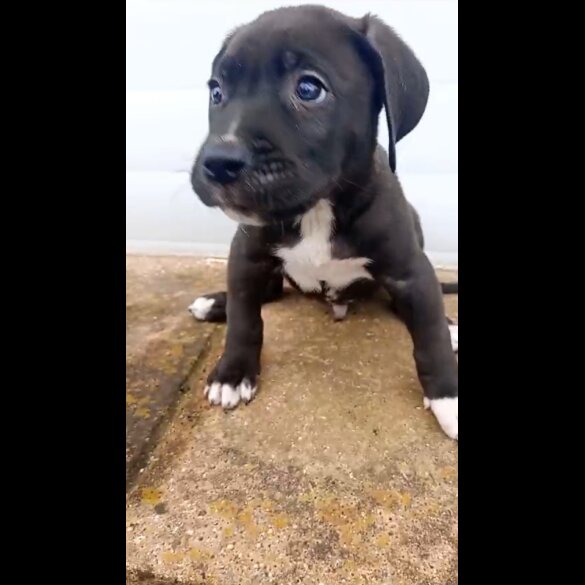 Presa Canario - Both