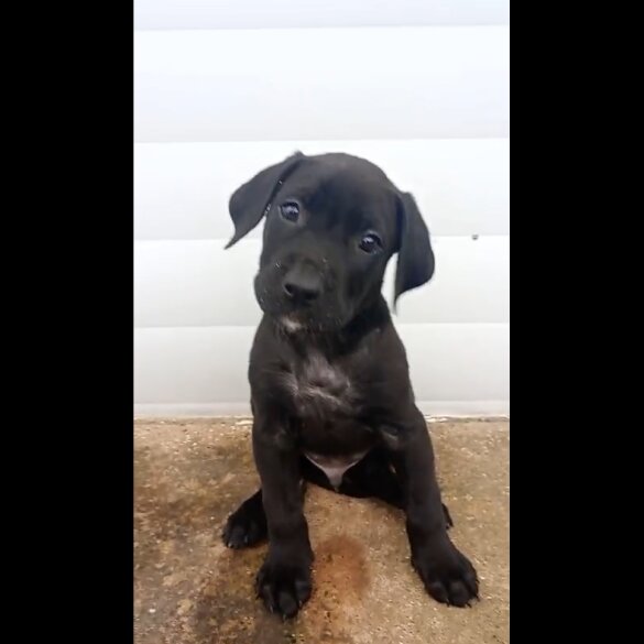 Presa Canario - Both