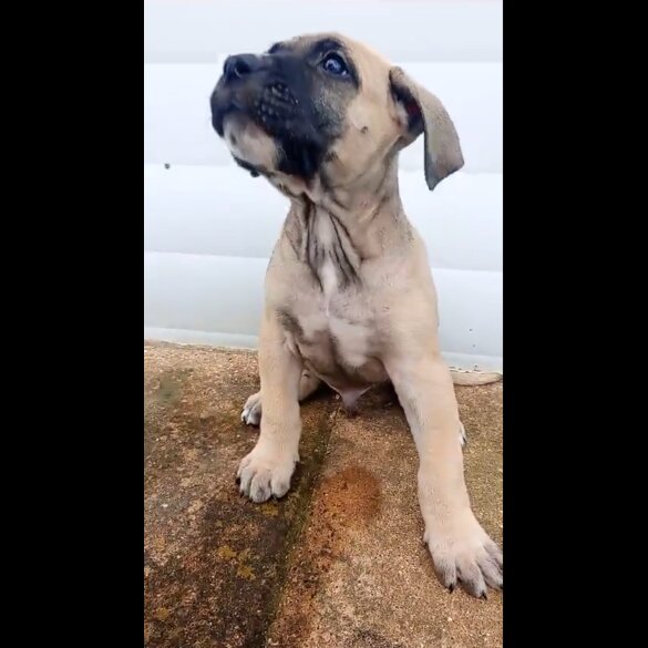Presa Canario - Both
