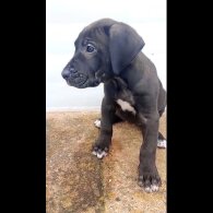 Presa Canario - Both