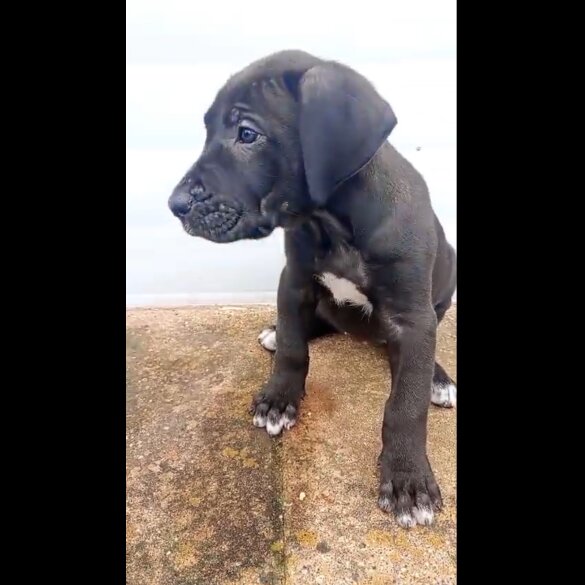 Presa Canario - Both