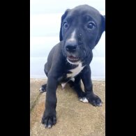 Presa Canario - Both