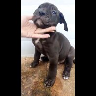 Presa Canario - Both