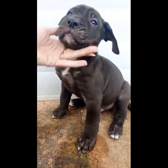 Presa Canario - Both