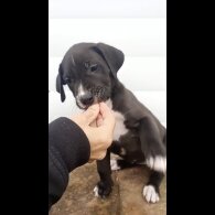Presa Canario - Both