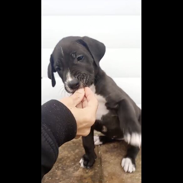 Presa Canario - Both