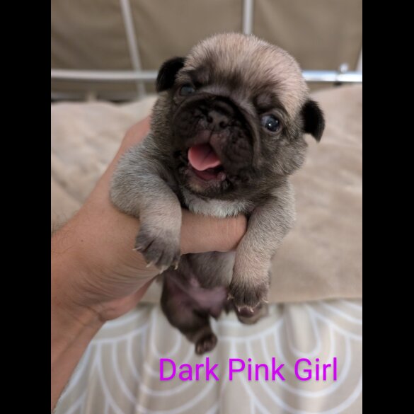 Pug - Both