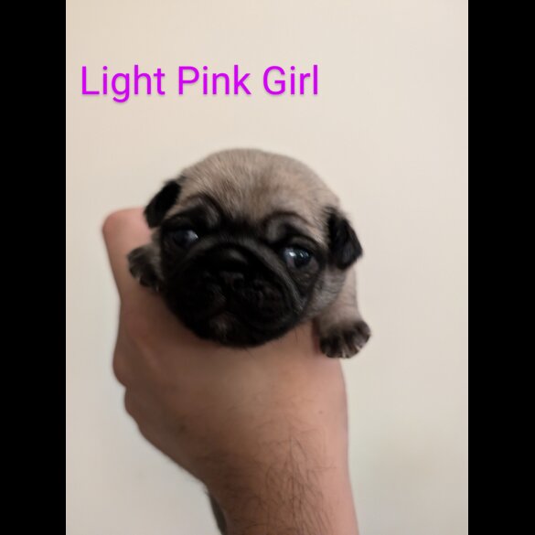 Pug - Both