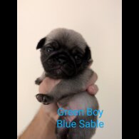 Pug - Both