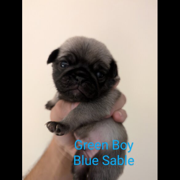 Pug - Both